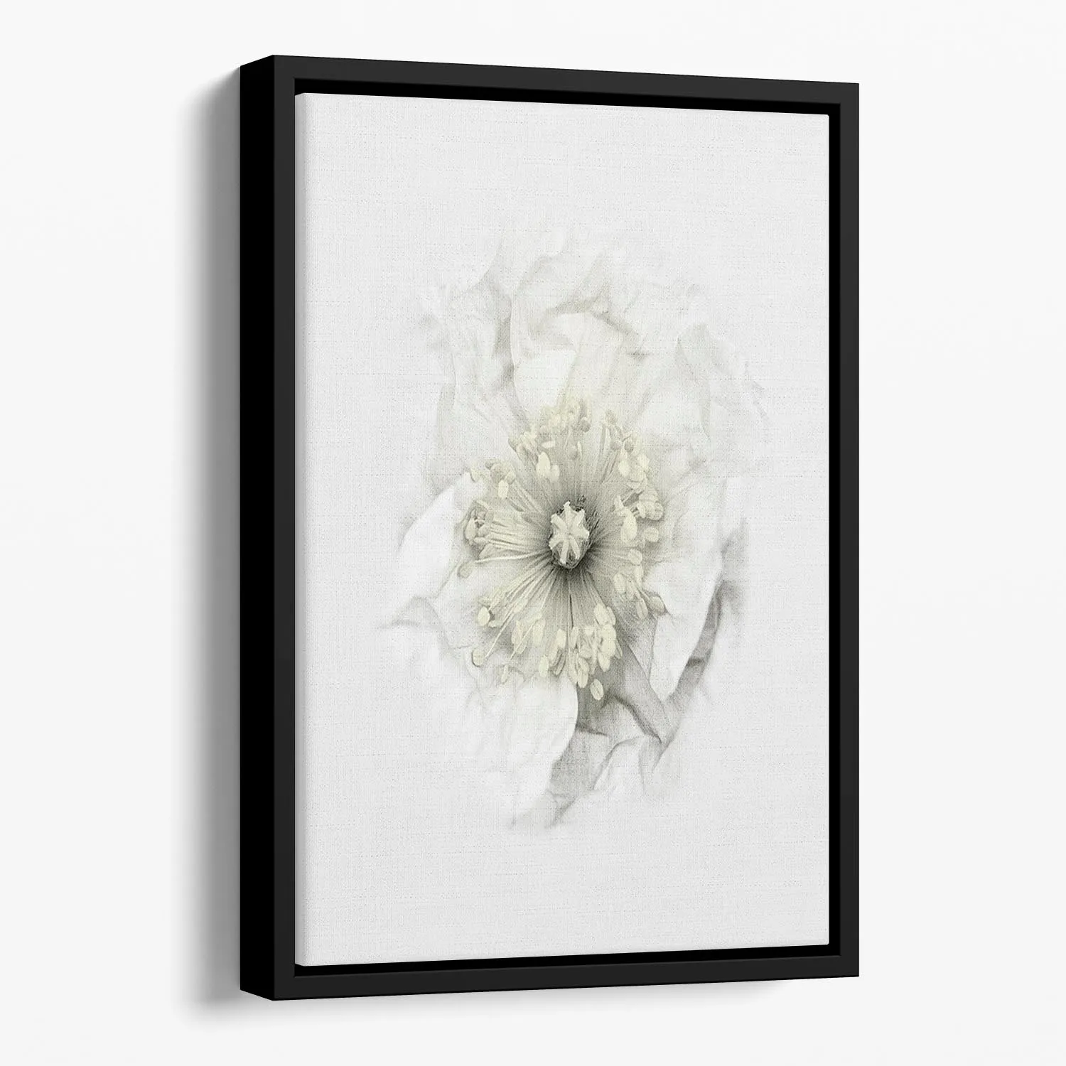 A White Poppy Floating Framed Canvas