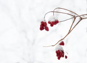 Red Berries in Snow